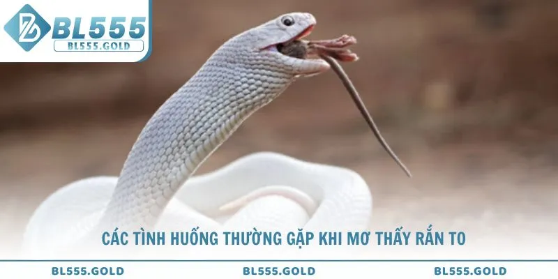 Chuyên gia BL555 giải mã các tình huống thường gặp khi mơ thấy rắn to