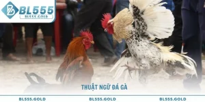 Giải nghĩa thuật ngữ đá gà chuẩn xác từ chuyên gia BL555