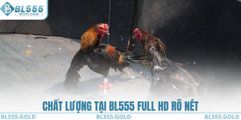 Chất lượng tại BL555 Full HD rõ nét