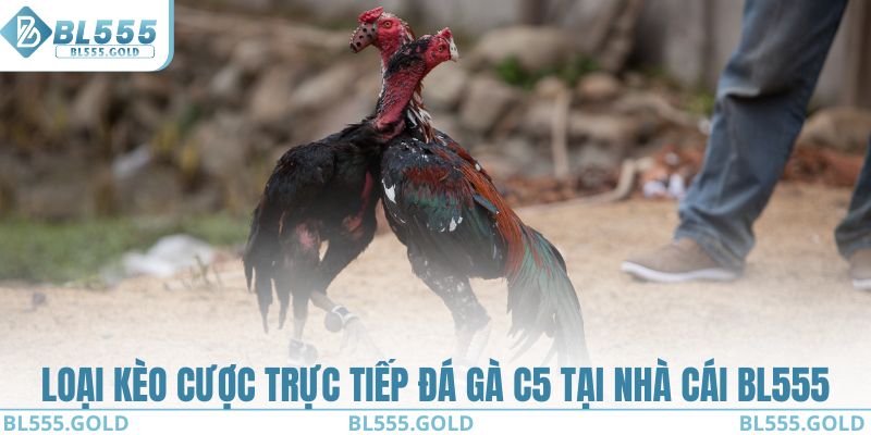 Loại kèo cược trực tiếp đá gà C5 tại nhà cái BL555